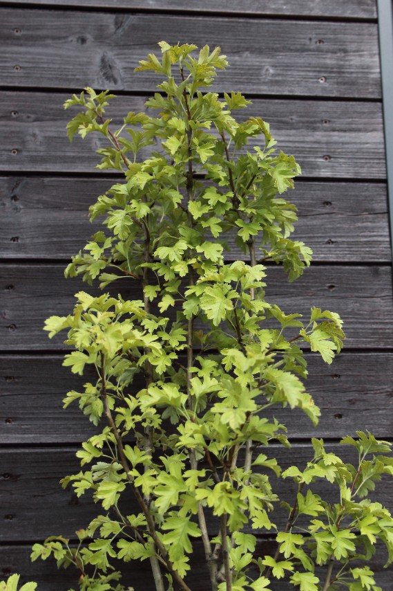 97f914eb3386f52535f39b74a13f5a15