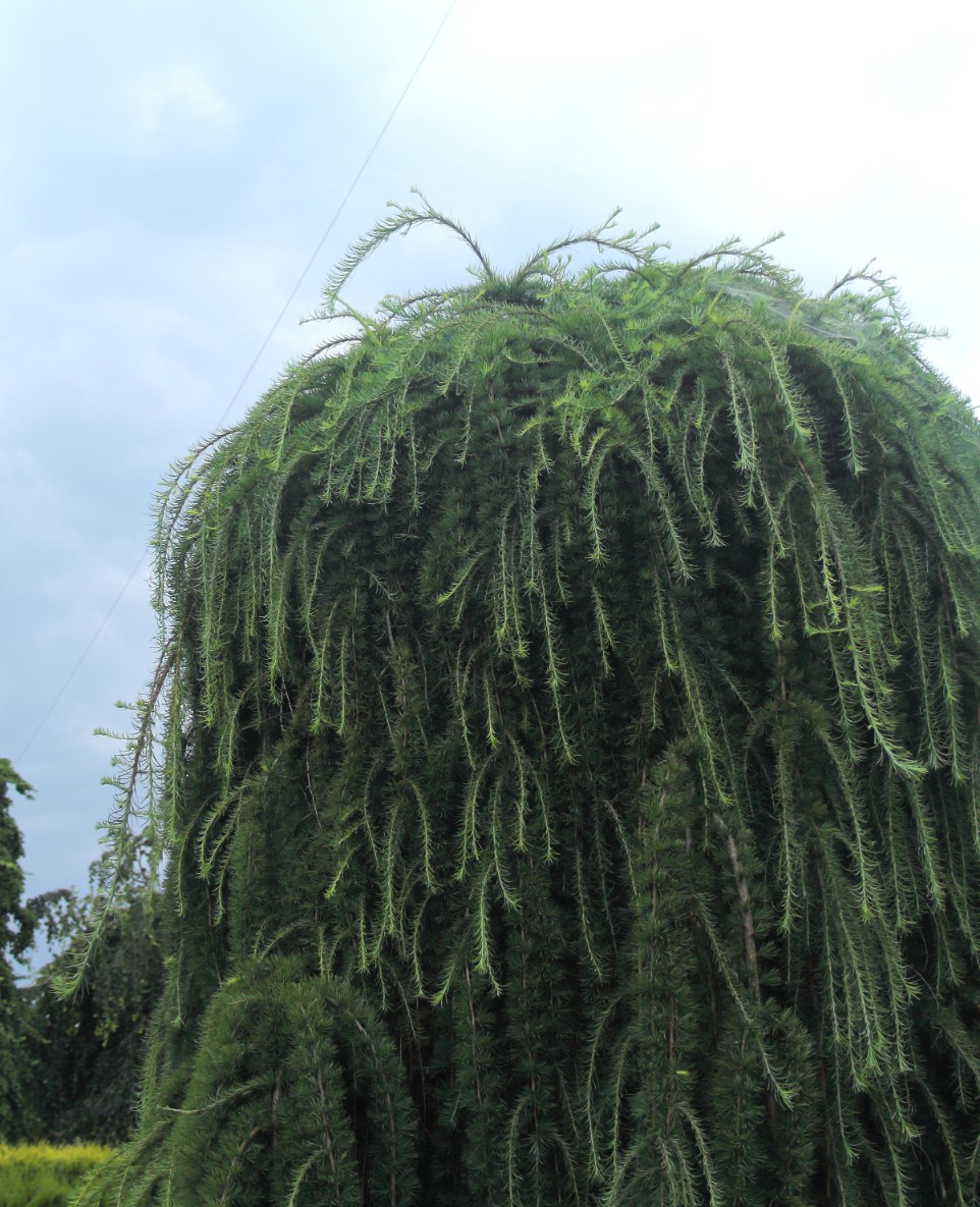 92e0ae2d8b95aa3d1eb86b0d1d9155cd