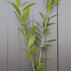 abcf291ed292e3e6a42dbc39c592334a