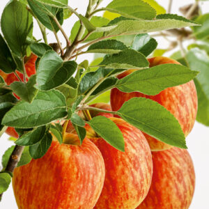 db70fdc4596b7f082a935e4ba79969e7