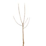 5e7b81d7de9646b8fccaa46ee6d70e52