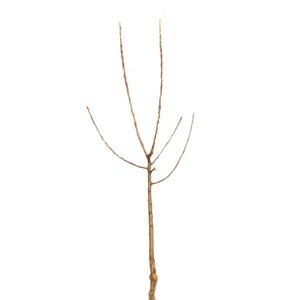 5e7b81d7de9646b8fccaa46ee6d70e52