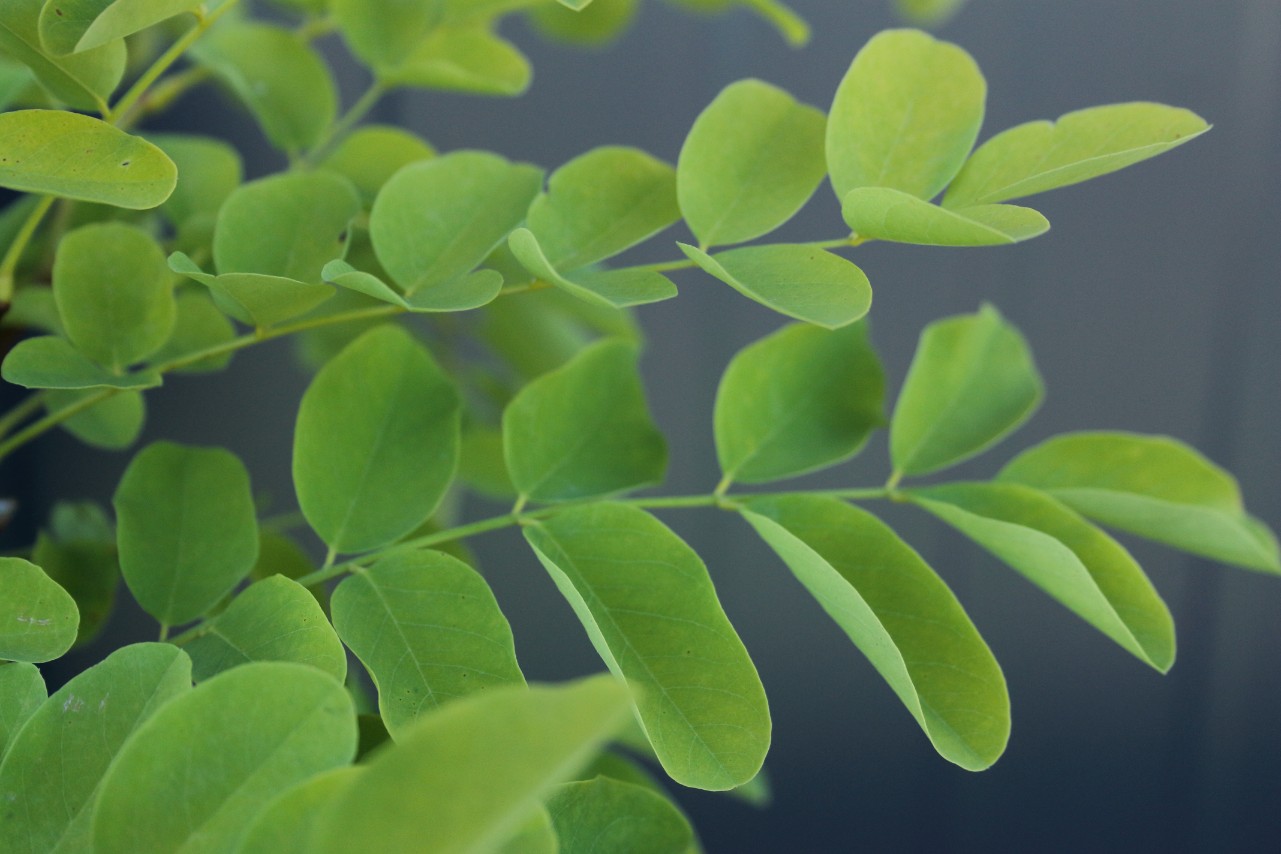 1951d3bf45173077df45dffd4b9502da