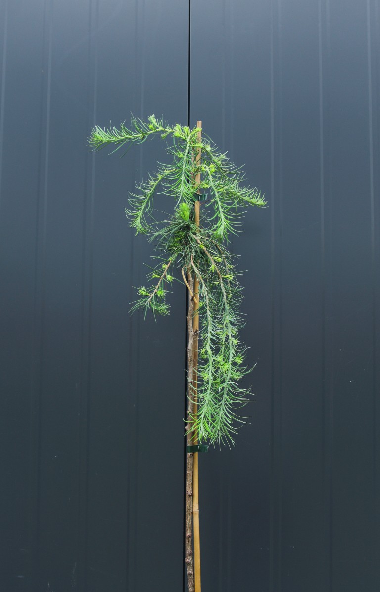 0600846dc9f475938c54e38f5b2fadf7