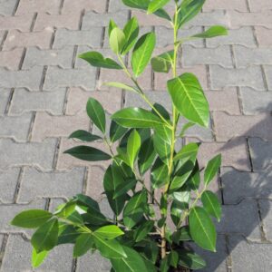 797f62f755c845108f2d6e5f500618e6