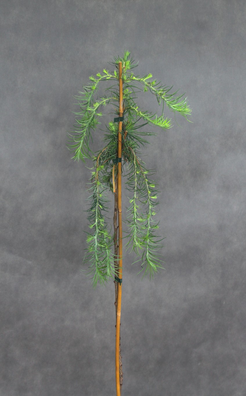 4c345636faeb107e92c3a8f23bbfe7e5