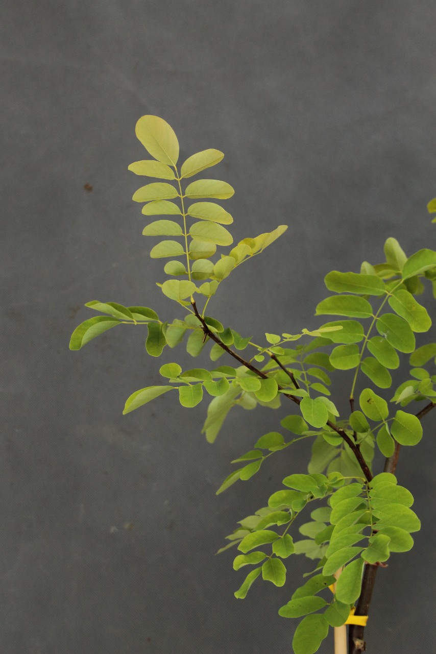 f84e6795b2d68633389c4c51fe3b8521