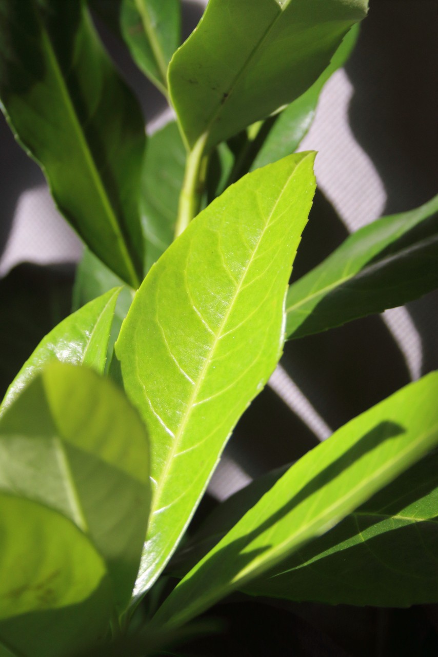 3c2ec59cc0a86aba1d312ecddbe8e44b