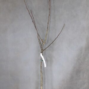 25ca4086e929585ee47b3d21fa719304