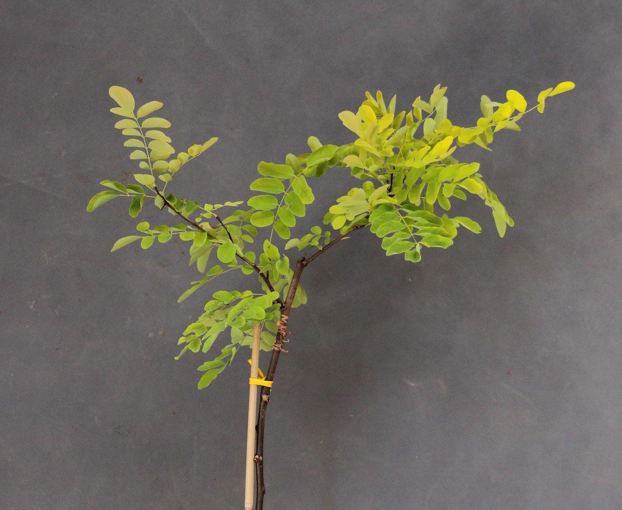 949f6b0bcafe7b24d12631f89c01a383