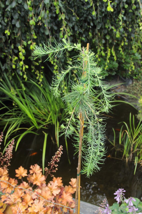 589cc1897de9b88a830588058febec18