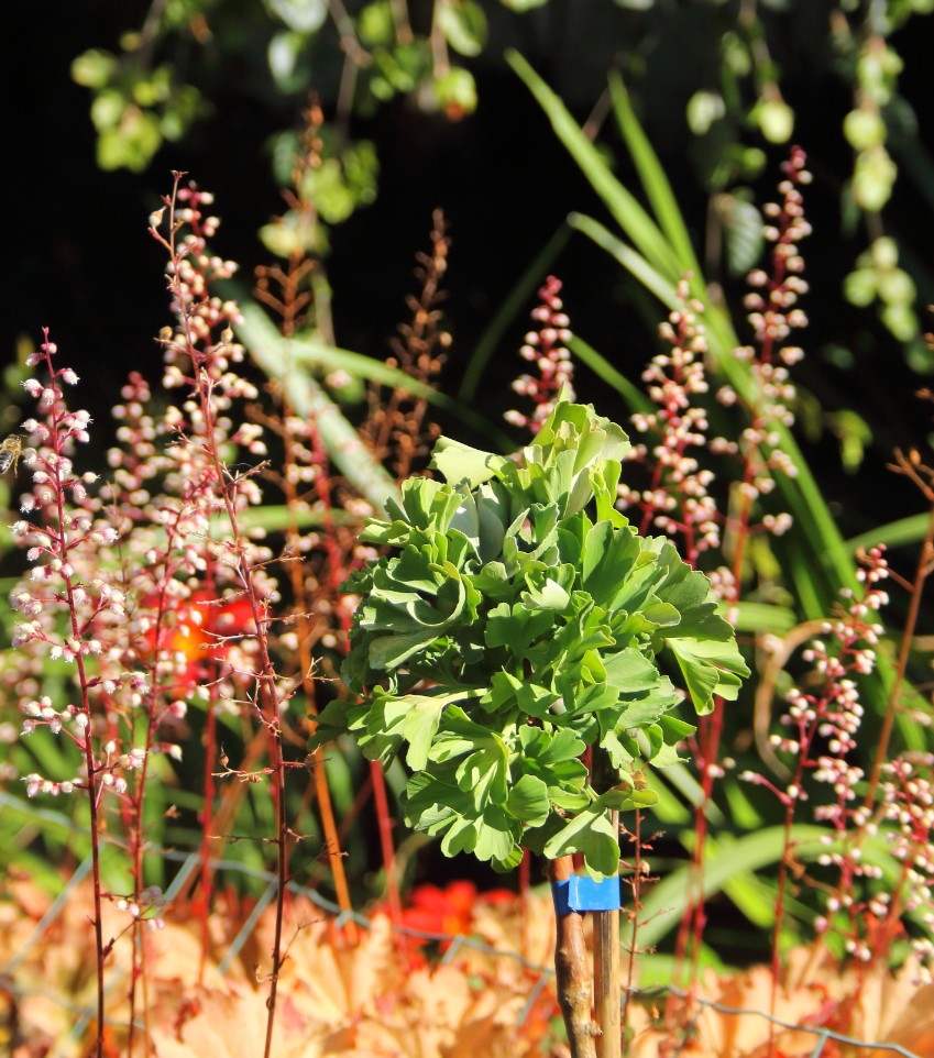 81617071f875870644b57561f61d5fa8