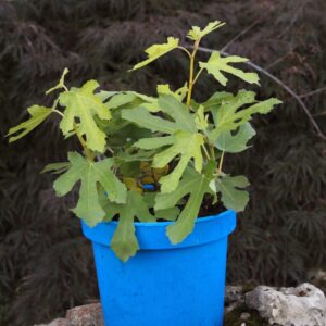 df1e0b0e1066b23b69119e82bb4eb2cd