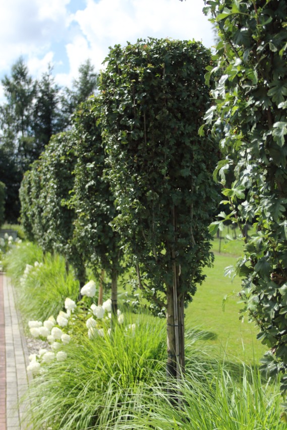 ed5c9761a6e49dbbf10bb94c7c7b5065