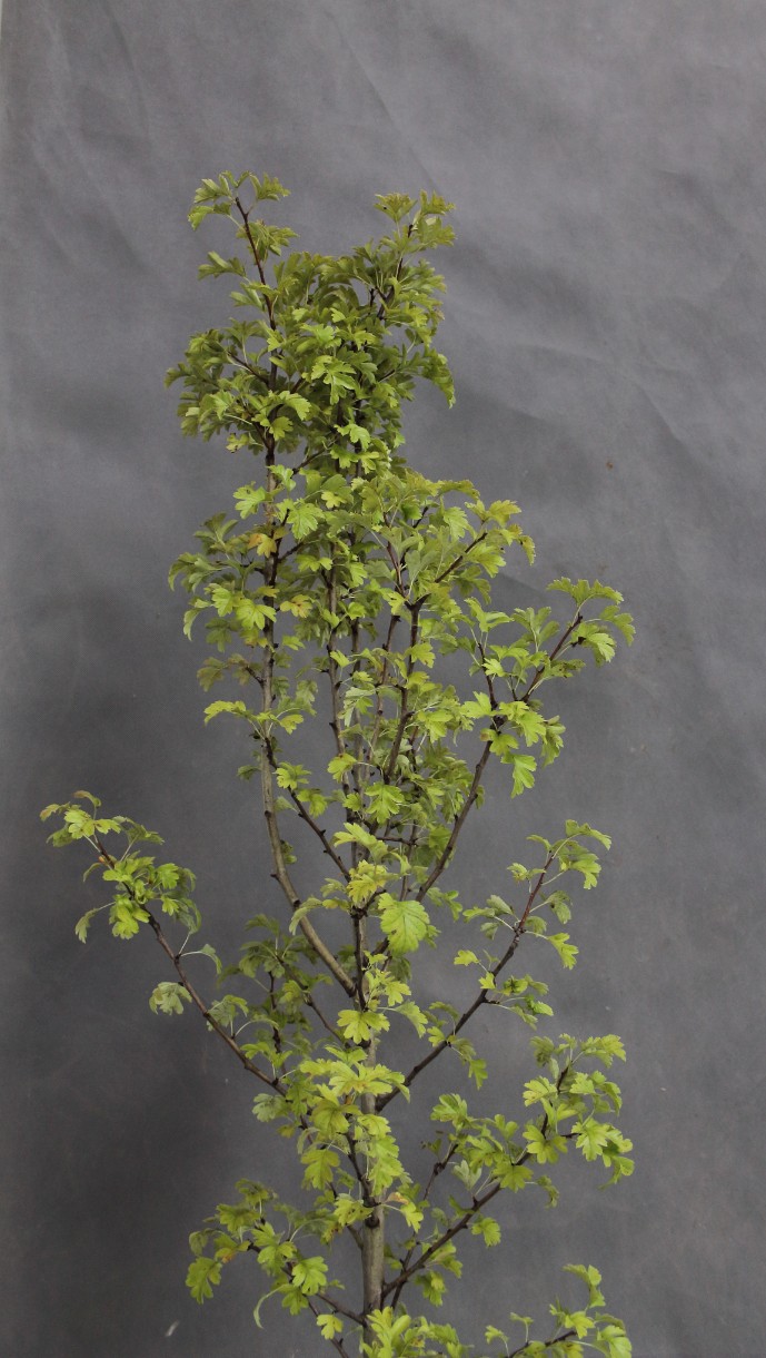 57a3f4f0450f8752d173b3bf71a515e0