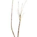 729296dcdae263743ea260436f8c4532