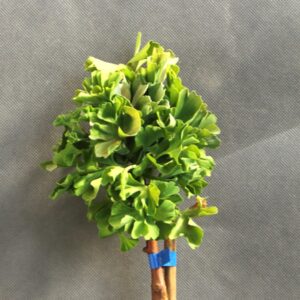 bda8423fb6a4f58fa71adbcf433e5ba5