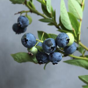 ec9877076d9942f36a2006b2b62b7dc8