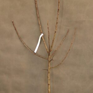 9e3ab6fb0024cbc738eb98480cbfc0a9