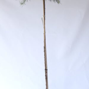 7371336fecdb2ddfc0b9b24adf77d37b