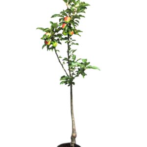 8b4a44566629a0a5dd353be26c6c8b04