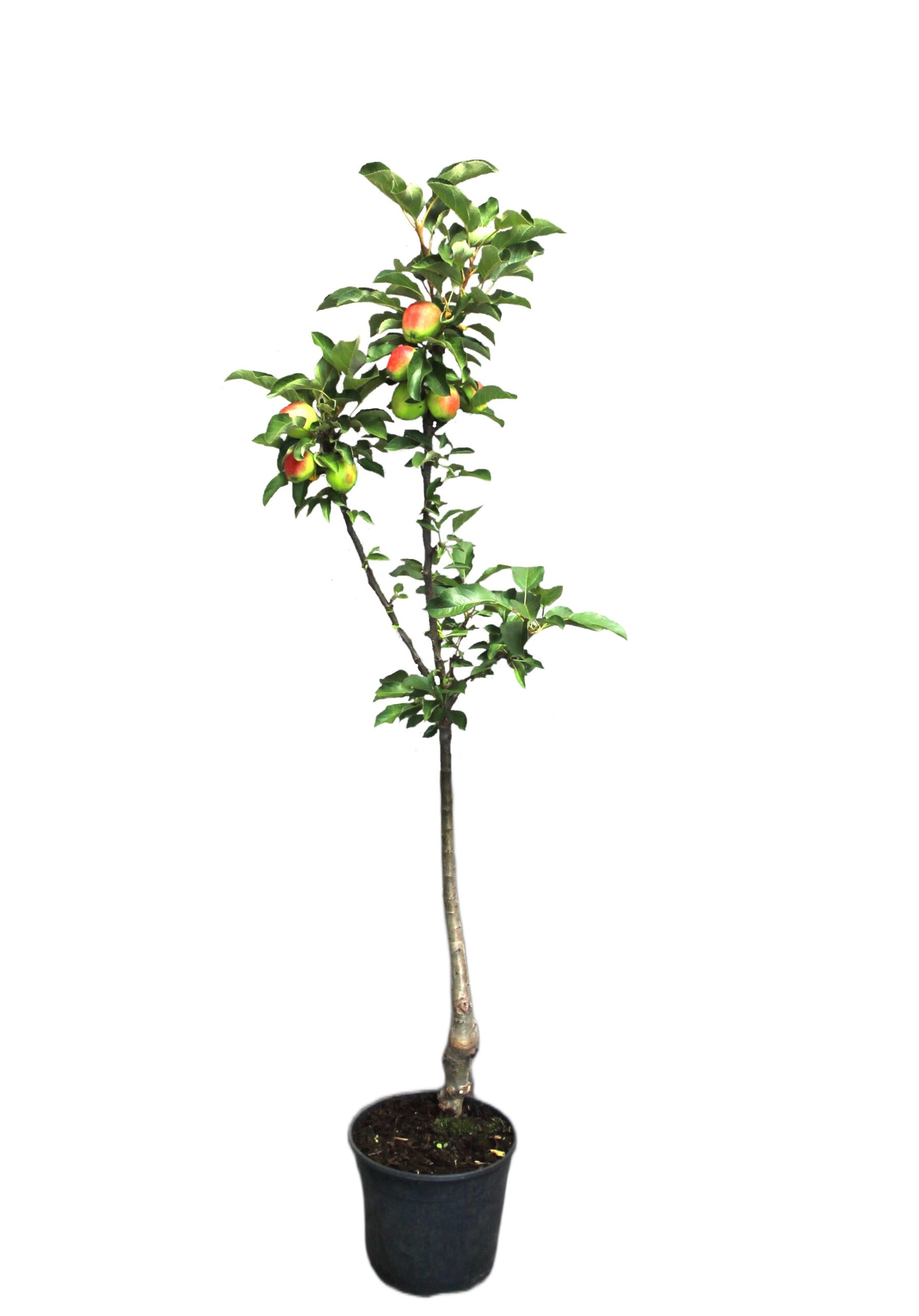 8b4a44566629a0a5dd353be26c6c8b04