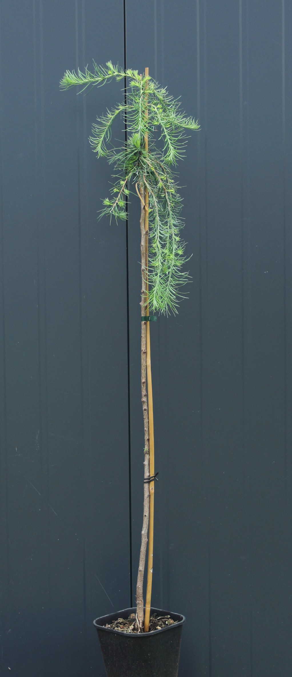 449aa0f4a811f101313ab1e77eded65b