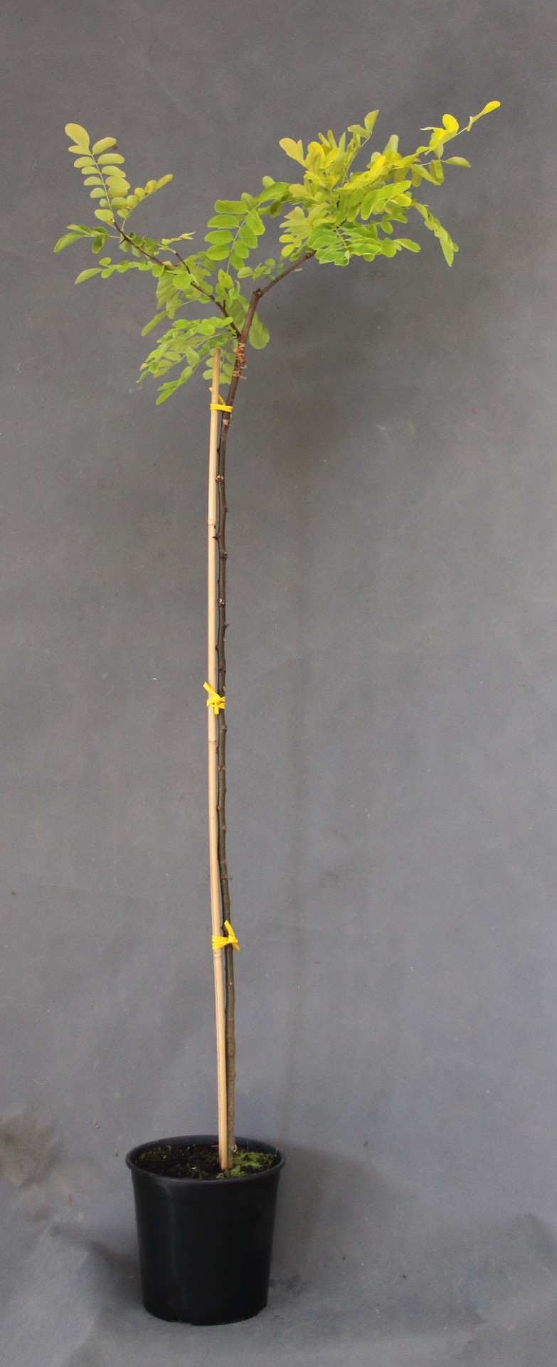 bf2c44815c63cf91dbe76fbd7d987403