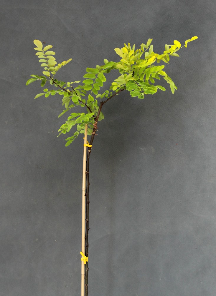 14401fb87e7a9ab44ae5279c2faaf765