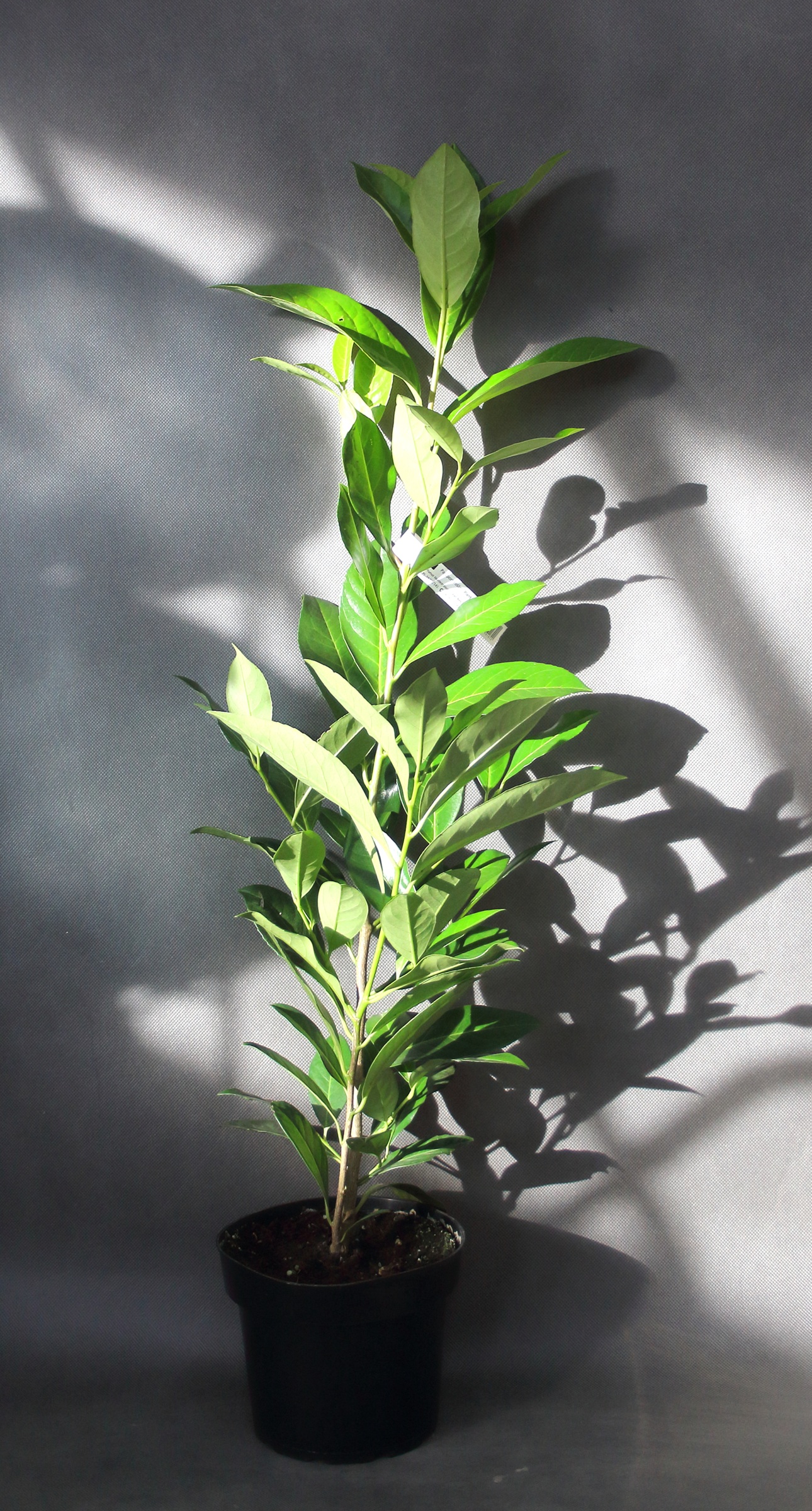 8e346e8c96cf3156dc8d93e277b0bc54