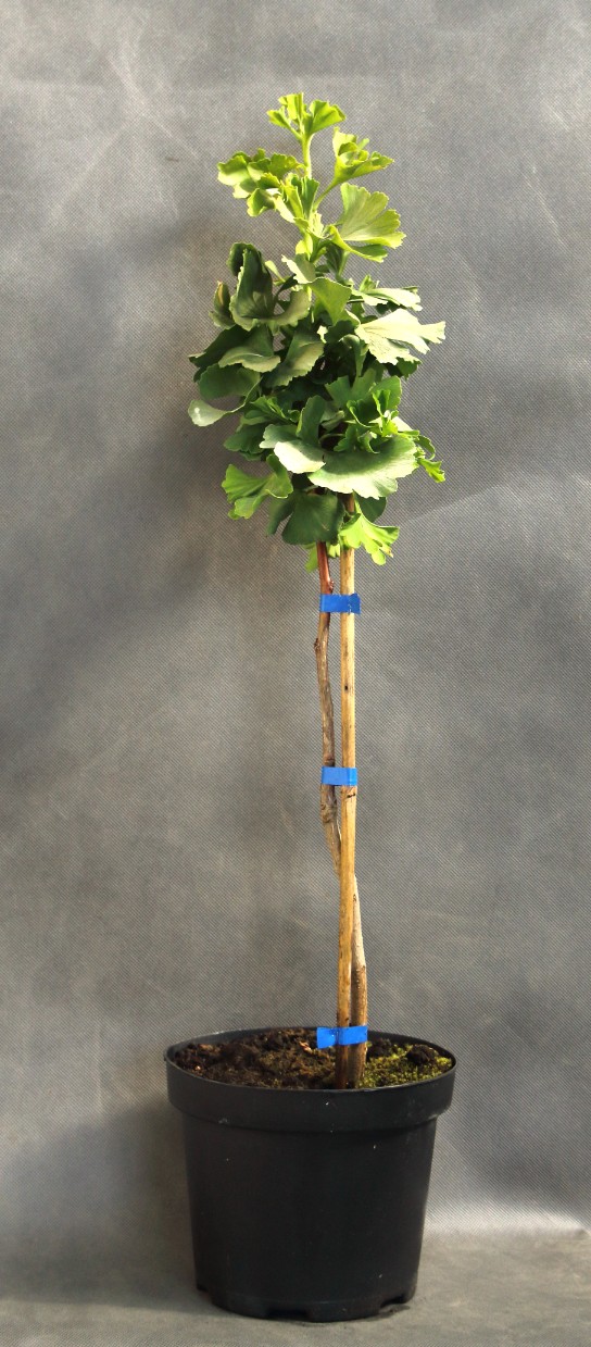 bdf1b9b3ca992c6e857f0e71530a79d6