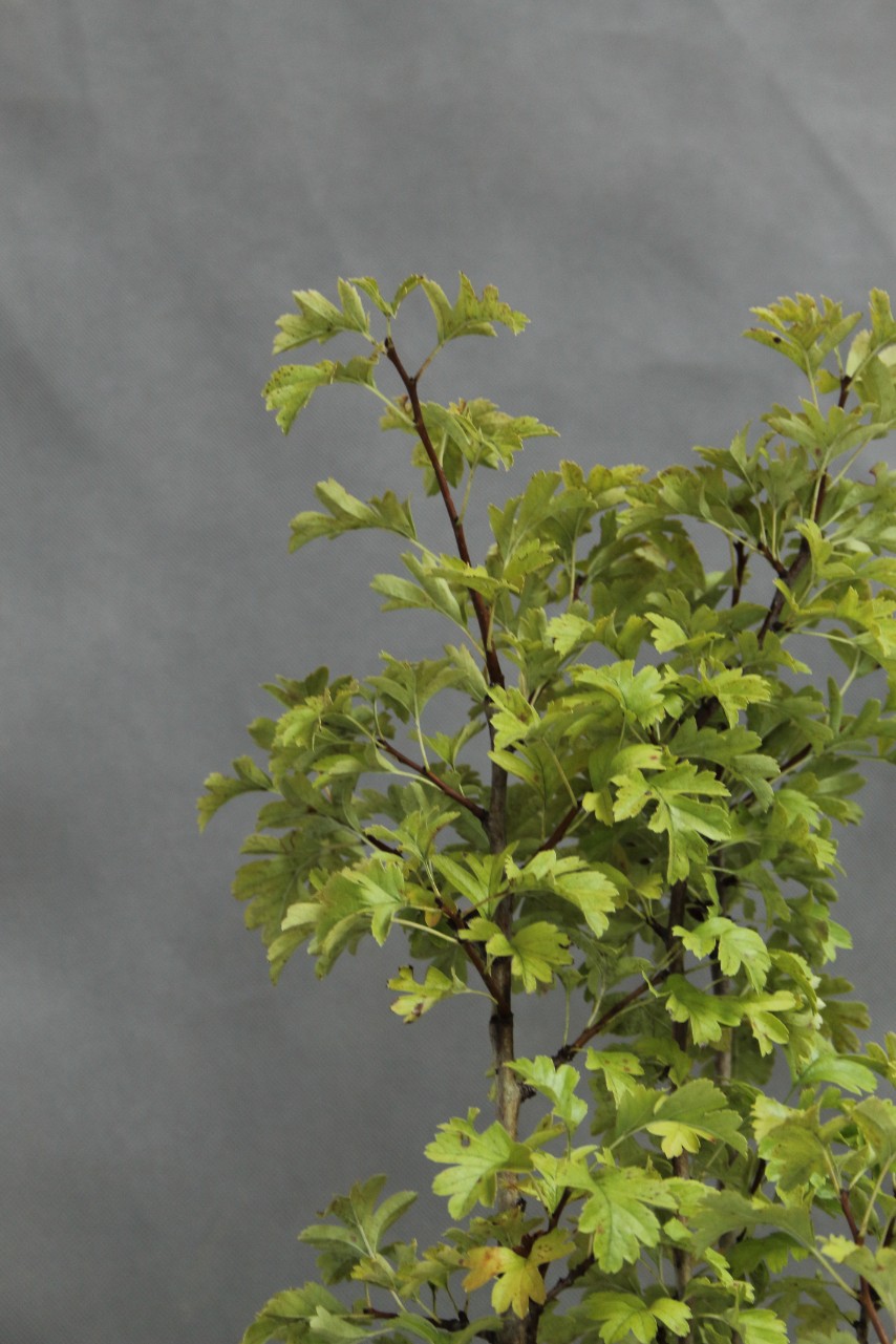 1c4684138df8211166b3a4ecb5393ee6