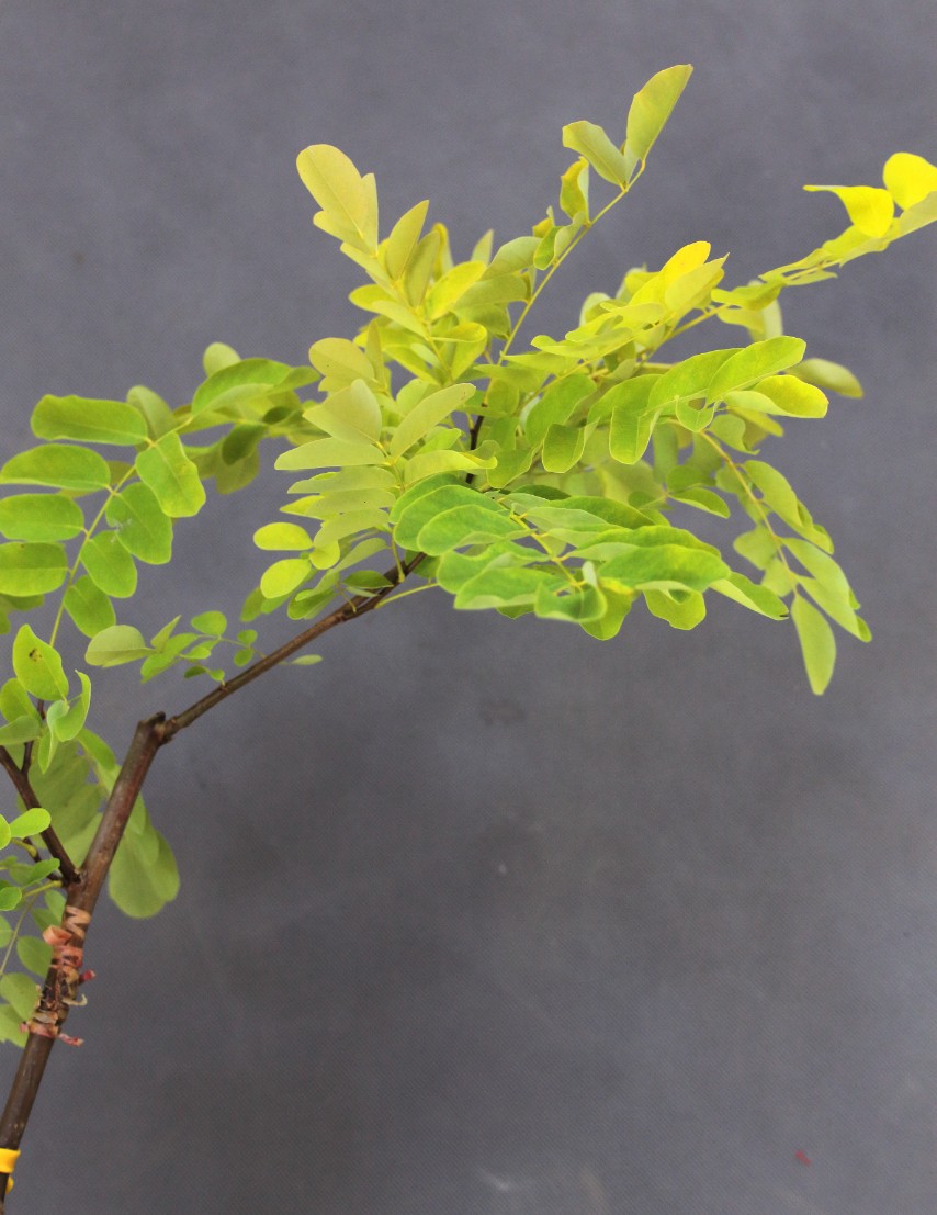 b728981c333031a2b6e7cfb17a498717