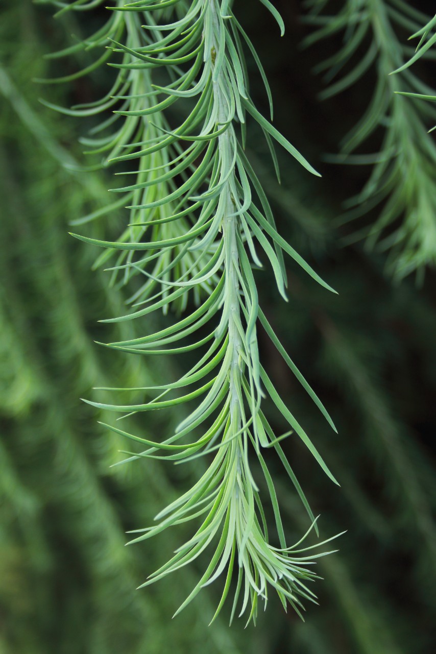 d086a0e699c2967beacc29da4147b7b6