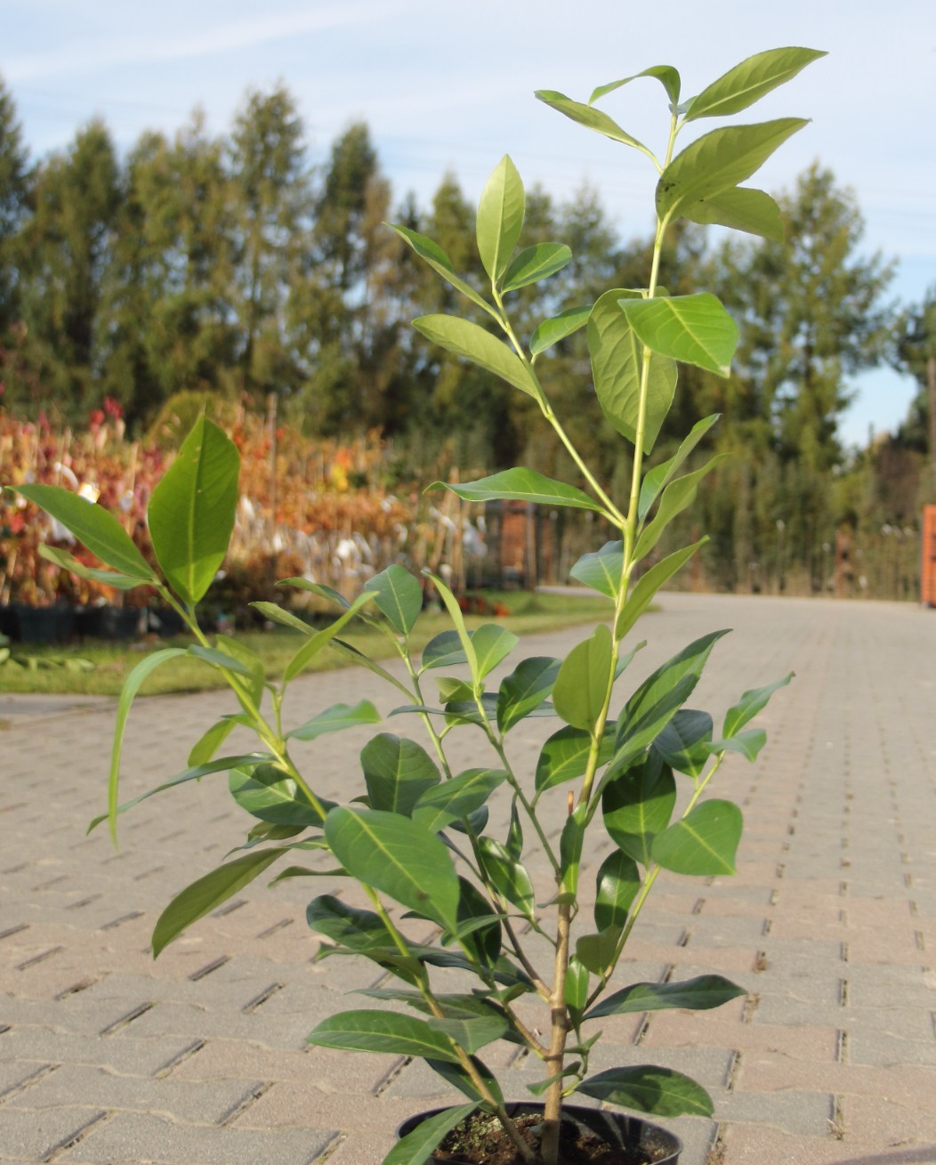 4306f0608d8658d3932450b1e9d07cf2