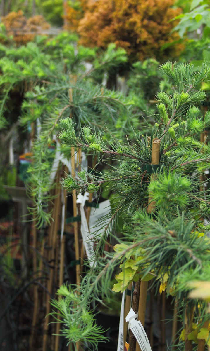 91981e38a86bbc6573b1c80c313d019f