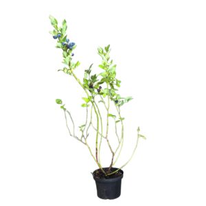 5ac12c68ef119e58d268e4288252a319