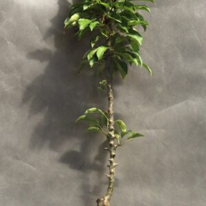 cb64fa0bfa412195ced1dd5d10a54640