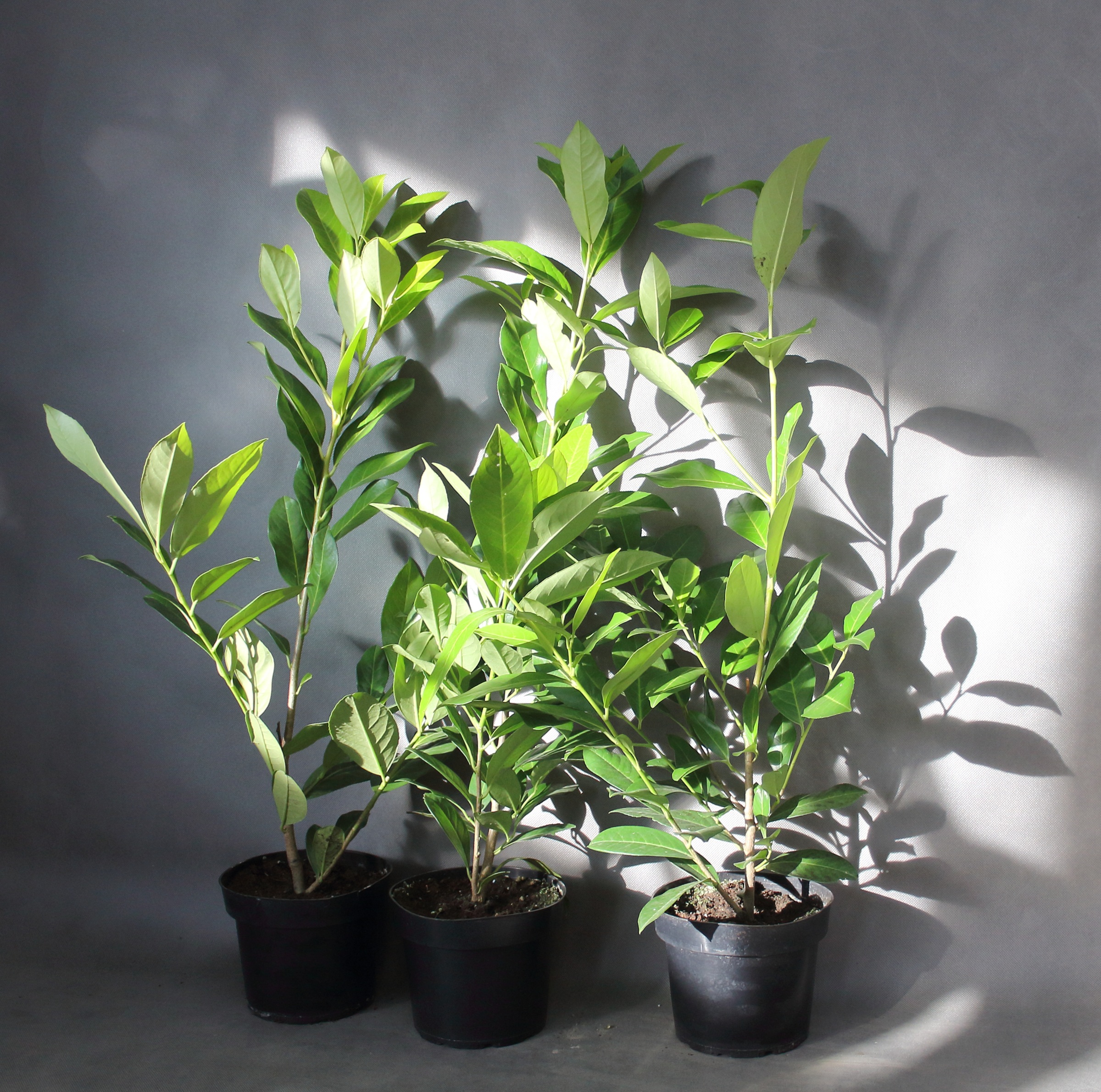 a837325fabbfdb84960d4210b7b6ec1c