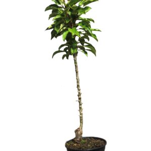 2644a27afa5fb9918ca72627a4582b9f