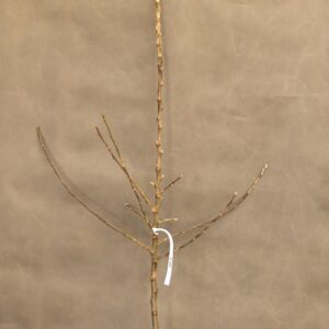 15a03d47bef6808ceeb7cf87f45cf33a