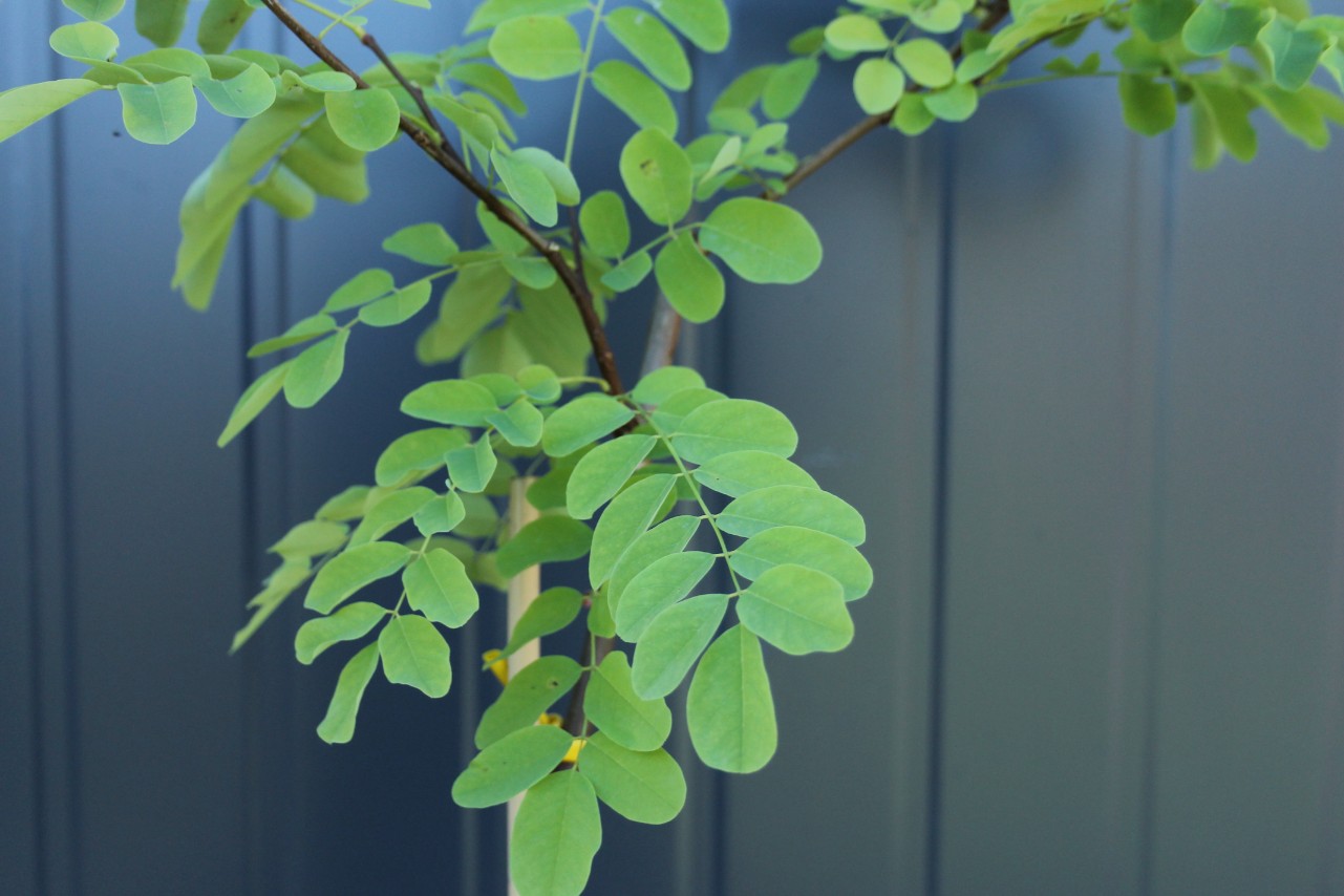 148dd79224972d9273a34218f79b82e0