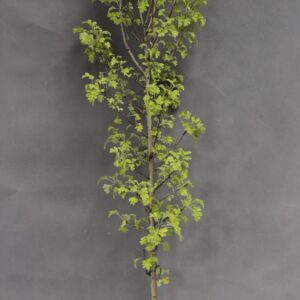 201ce6a6b1066beba6a5cf68243a5f71