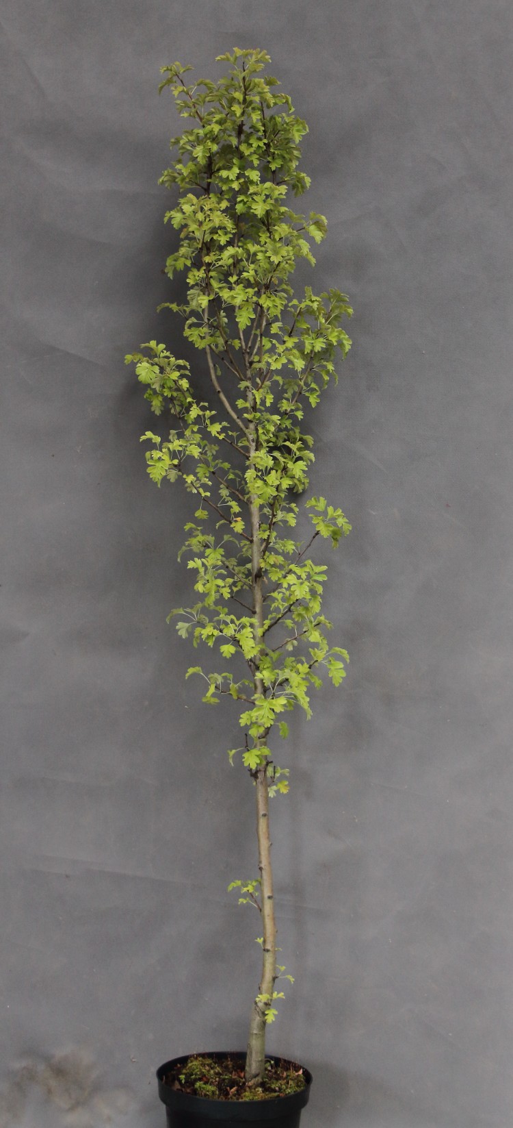 201ce6a6b1066beba6a5cf68243a5f71