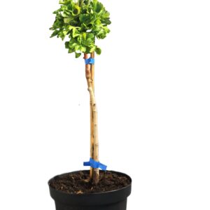 3cc2d4a64f948616ea510b2ef34af946