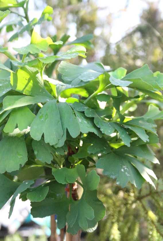 2e1c11794be6813f2b772a6fa75095a5