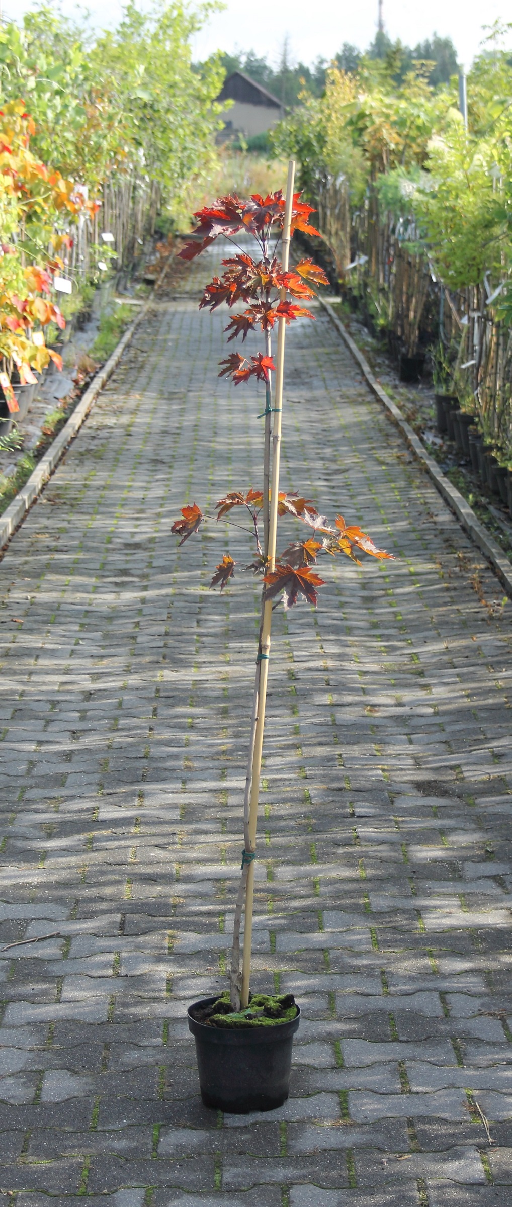 6c80a1d30fa0bc3193901766eeed43f5