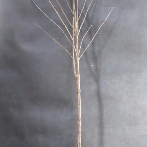 fa4afc9de8a5e64470ad88645c75a996