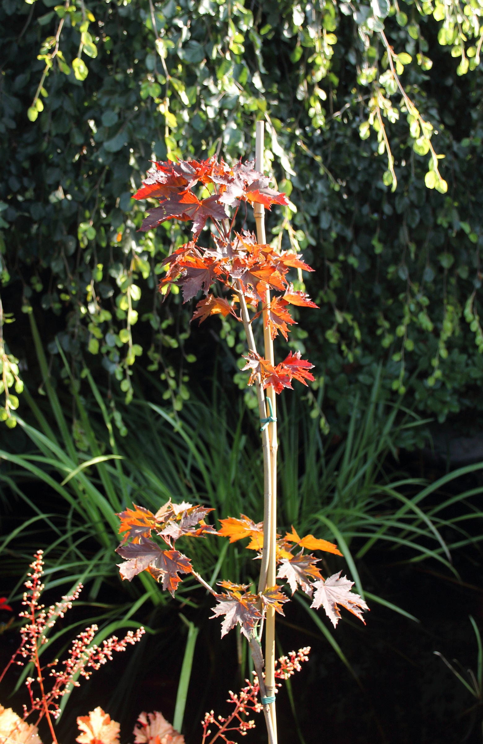 ac5708c24e0e211114a7025a4bf9d206