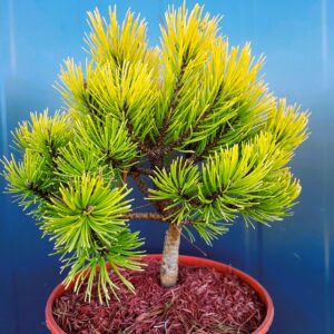 6a4a6236770f3bf336f1f66c09d669a3